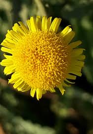 Image result for Jamesbrittenia micrantha