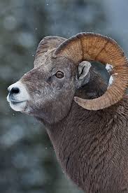 Ram My High School Mascot Animals Animals Beautiful Animal Photo