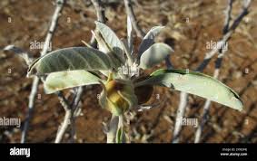 Image result for Ipomoea adenioides