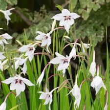 Image result for Gladiolus melleri