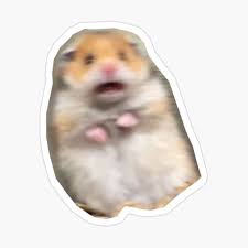 Check spelling or type a new query. Scared Hamster Meme Pin By Annalaimo Redbubble
