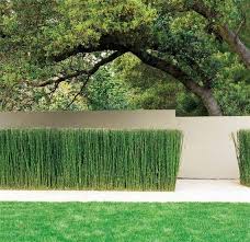 10 Horsetail Reed Grass Looks Like Mini Bamboo Equisetum Landscape Design Modern Landscaping Backyard Landscaping
