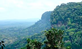 Image result for Whitfieldia thollonii