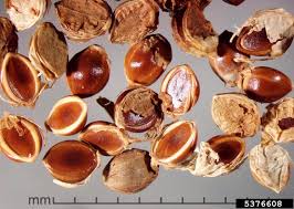 Image result for Paspalum scrobiculatum