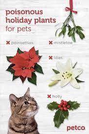 4 Common Holiday Plants That Are Poisonous For Pets Toxic Plants For Cats Cat Safe Plants Cat Holidays