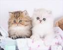Think Twice Before you Buy A Teacup Persian Cat-Kittentoob