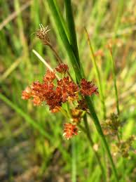 Image result for Juncus punctorius