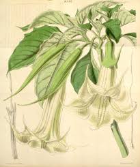 Maybe you would like to learn more about one of these? Herald To The Angels Trumpets Exploring The Many Faces Of Brugmansia Sauveolens