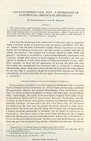 Image result for Savannosiphon euryphyllus