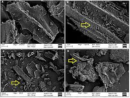 Image result for Halopyrum mucronatum