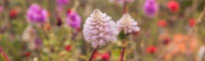 According to the record of full bloom dates of yoshino cherry in the tidal basin in washington, d.c., around 1921 it was april 5, but around 2021 it was march 31. When To Come Uluru Kata Tjuta National Park