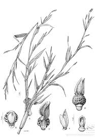 Image result for Hackelochloa granularis