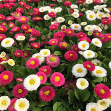 Image result for Bellis
