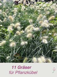 Ziergraser Im Kubel Halten Pflanzen Garten Bepflanzen Und Graser Pflanzen