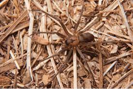 How serious are brown recluse spiders? Five Interesting Facts About South Carolina Spiders Scout S Pest Control