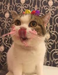 The final product only has a very faint coconut taste that. Can Cats Eat Whipped Cream What Every Owner Should Know Cattybox