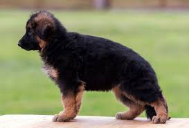 german shepherd longcoat male puppy for