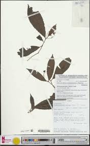 Image result for Rhabdophyllum