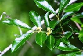Image result for Hippocratea africana
