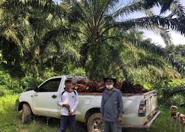 How volatile is sarawak oil palms berhad's share price compared to the market and industry in the last 5 years? Malaysia Farms Face 3 Billion Hit From Palm Oil Worker Shortage The Japan Times