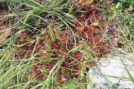 Image result for Geranium ocellatum