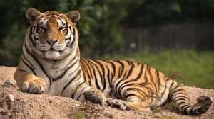We did not find results for: Bagaimana Mendeteksi Harimau Sebelum Raja Hutan Ini Menerkam Anda Bbc News Indonesia