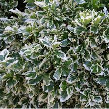 Image result for Euonymus fortunei