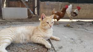 El Huerto de Tatay: Juanito, gallinas y ratones
