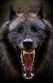 Scary Wolf Angry Wolf Wolf Photos Animals Beautiful