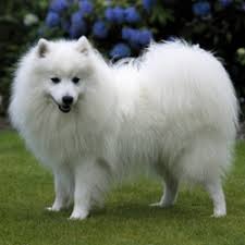 Hier sind 10 hunderassen, die nicht besonders kinderfreundlich sind. Japanische Hunderassen Shiba Inu Und Co Japanwelt De