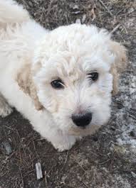 Free dog classifieds pawbe is here to help you find the perfect puppy for you and your family breeders and puppy owners can list their cute puppies here. Labradoodle Puppy At Eight Weeks Old Cream Color 9lbs F1b Labradoodle Puppy Puppies Labradoodle
