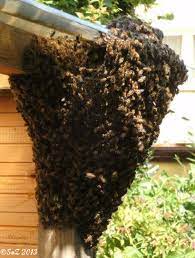 So vollgefressen und mit anderen dingen im. Bienenschwarm Im Garten Rettung Eines Bienenvolks