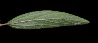 Image result for Hibiscus aethiopicus