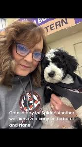 Walnuttreebernedoodles