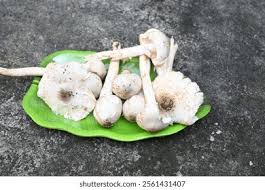 Image result for Orthosiphon schimperi