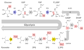 Phosphofructokinase speeds up or slows down glycolysis in response to the energy needs of the cell. How Is Glucose Changed During Glycolysis Socratic
