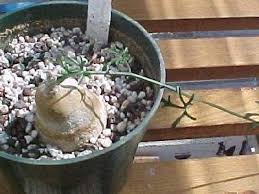 Image result for Trochomeria