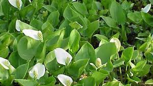 Image result for Zantedeschia aethiopica