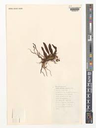 Image result for Rhipidoglossum globulosocalcaratum