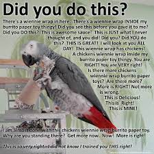 Pin On Parrot Care