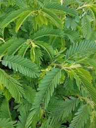 Image result for Chamaecrista