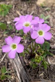 Image result for Oxalis obliquifolia