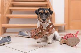 The Dog Ate What The Dogington Post In 2020 Best Dog Training Puppies Dogs And Puppies