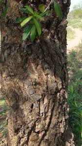 Image result for Warburgia