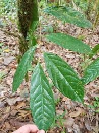 Image result for Metteniusaceae