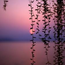 Jackson lake lake in gran. Sunset Vines Ipad Wallpapers Free Download