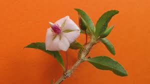 Image result for Sauvagesia