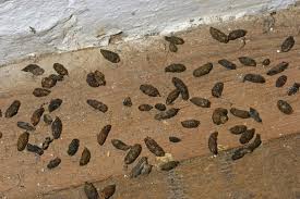 Wie Erkennt Man Tierkot Im Garten In 2020 Tierkot Igel Im Garten Kot