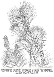 Pine tree is native to the western united states. Idaho State Tree Coloring Page Free Coloring Library