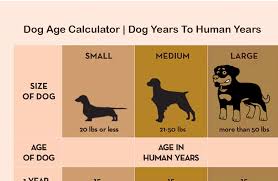 45 Credible Dog Years Conversion